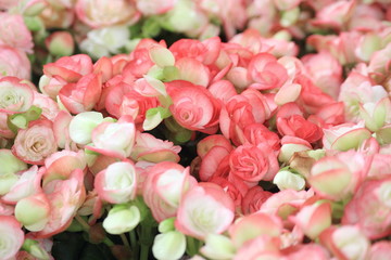 Pink and white rieger begonia in the garden,Thailand.Close up begonia flower.