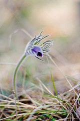 Pasque Flower blooming on spring meadow  - Pulsatilla. Fine blurred natural background. Botany.