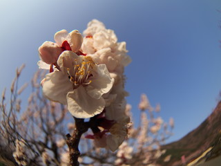 Apricot flower park