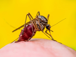 Encephalitis, Yellow Fever, Malaria Disease or Zika Virus Infected Culex Mosquito Parasite Insect Macro on Orange Background