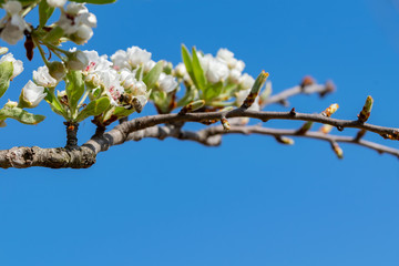 Wild tree in full flowering. Spring sunny day.