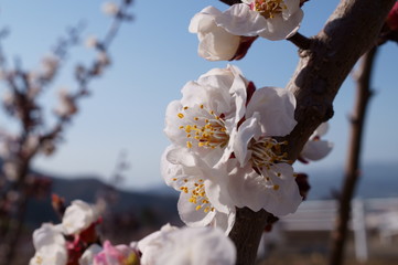 Apricot flower park