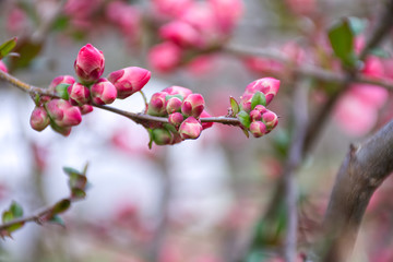 flor rosa del membrillo japones a punto de eclosionar con el fondo desenfocado