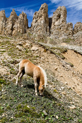 Seiseralm Alp de Siusi