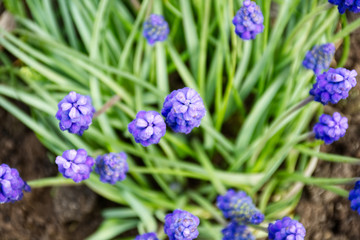 plano cenital de flor muscari violeta con hierba verde y fondo desenfocado