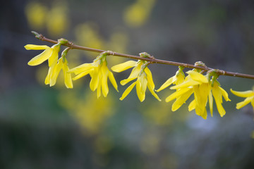 ramillete de flor amarilla de la forsithya con el fondo desenfocado