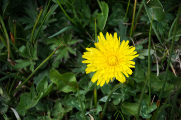 flor amarilla del diente de leon sobre la hierba verde
