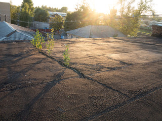 Little tree sprouts growing throught the roof ruberoid cover lit by sun at the sunset