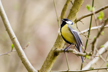 mésange charbonnière 