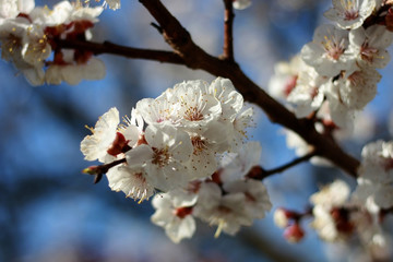 A branch with white flowers of sakura with a beautiful nature background.