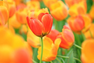 Close up orange tulip in tulip field.Thailand 