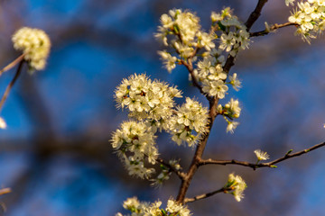 Fiori delle visciole in primavera