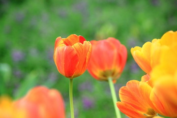 Close up orange tulip in tulip field.Thailand 