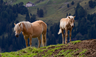 Seiseralm Alp de Siusi