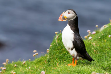Puffin on Shetland Island resting in green grass and small white flowers