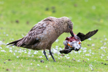 Great skua standing on green grass eating a puffin it killed