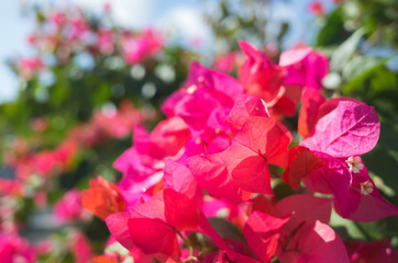 red bougainvillea flowers