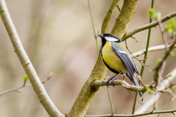 mésange charbonnière 
