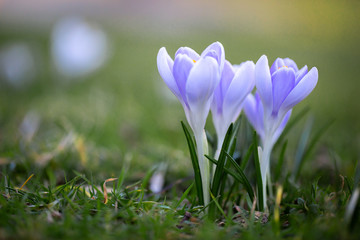 hellblaue krokusse auf gras hintergrund