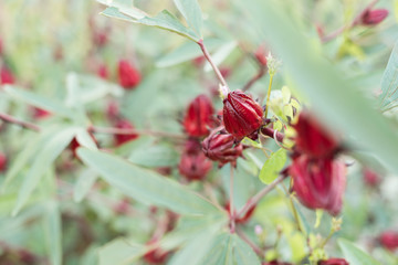 red roselle flowers
