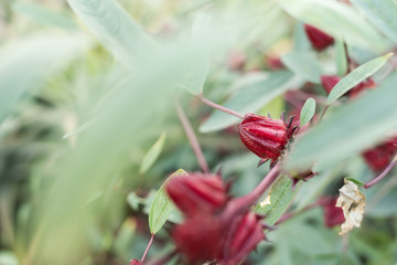 red roselle flowers