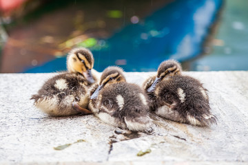 three small mallard ducklings under the rain