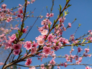 Cherry Trees in Bloom in Northern Virginia