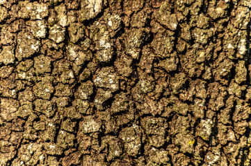 Texture corteccia quercia