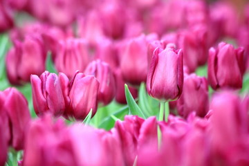 Close up purple or pink tulip in the field.Selective focus.