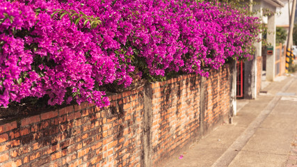 purple bougainvillea flowers