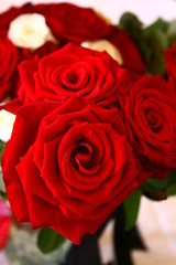 bouquet of red and white roses