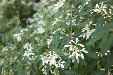 white flowers in the outdoor