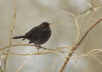 Blackbird 
