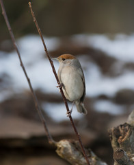 Blackcap 