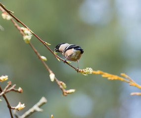 Obraz premium Bullfinch