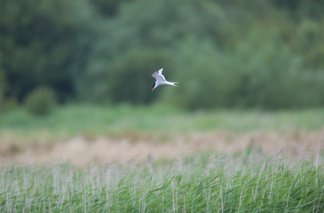 Common Tern