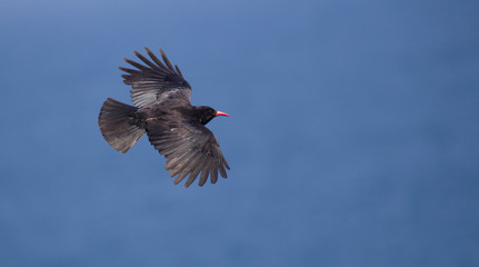 Red Billed Chough