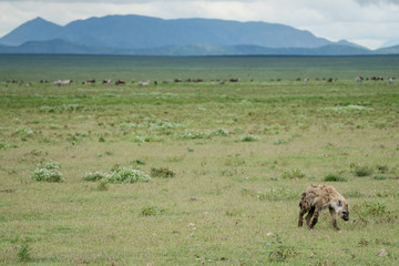 Fototapeta na wymiar Landscape in Ngorongoro national park