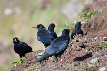Red Billed Chough
