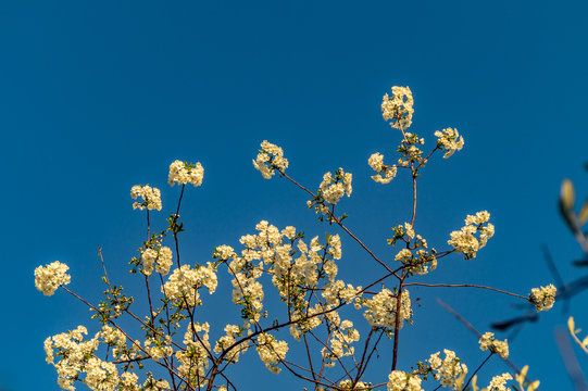 Fiori delle amarene in primavera