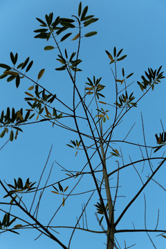 arbol