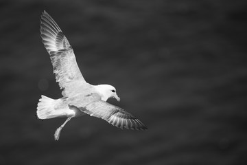 Fulmar