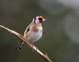 Goldfinch