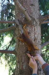 feed squirrel with hands
