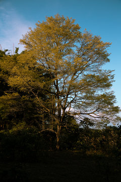 arbol