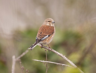 Linnet