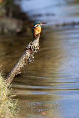 Kingfisher