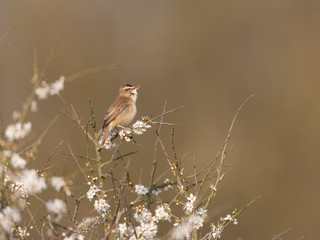 Sedge Warbler blackthorn