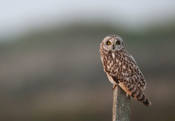 Short Eared Owl