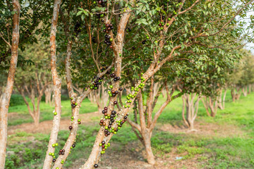 Fototapeta na wymiar jaboticaba tree with fruits